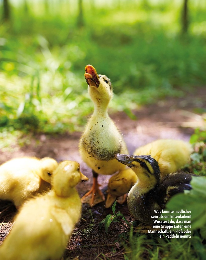 Fressnapf Magazin – Seite 12