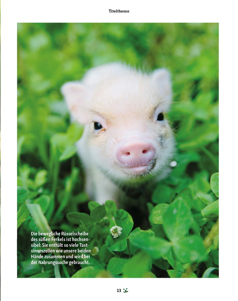 Fressnapf Magazin – Seite 13