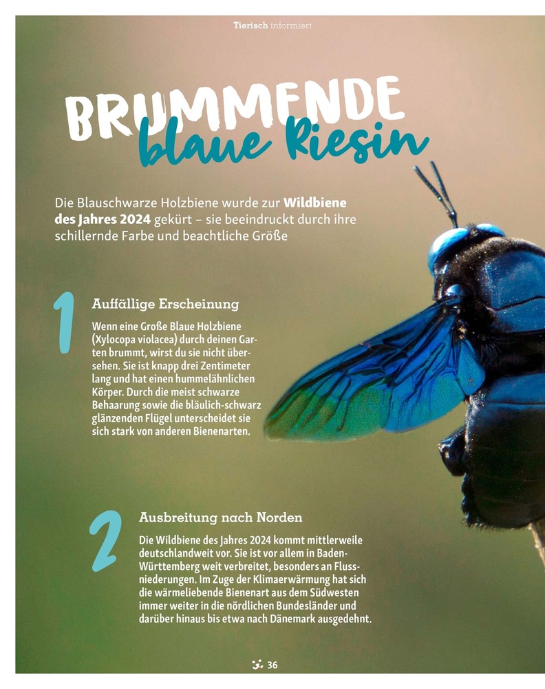 Fressnapf Magazin – Seite 36