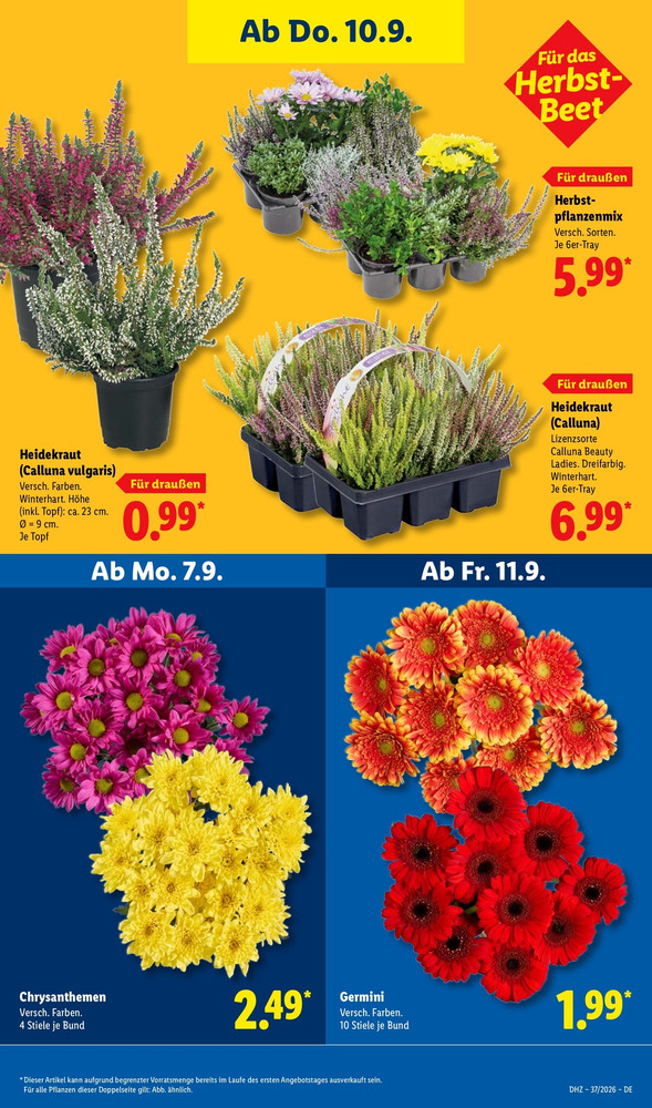 Lidl Vorschau – Seite 31