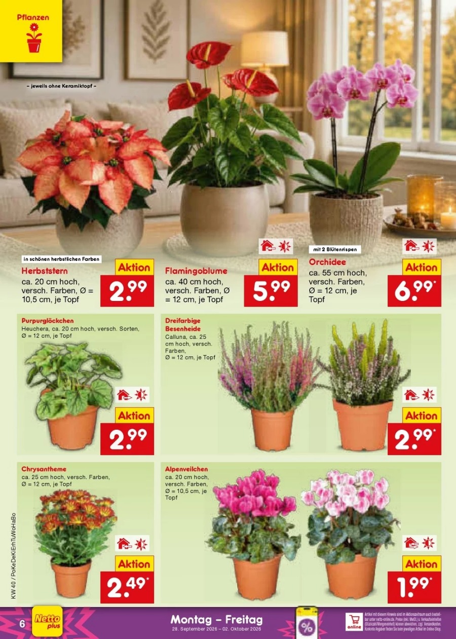 Netto Vorschau – Seite 6
