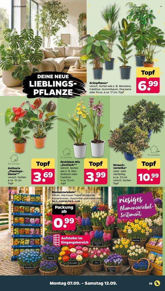NETTO Scottie Vorschau – Seite 21