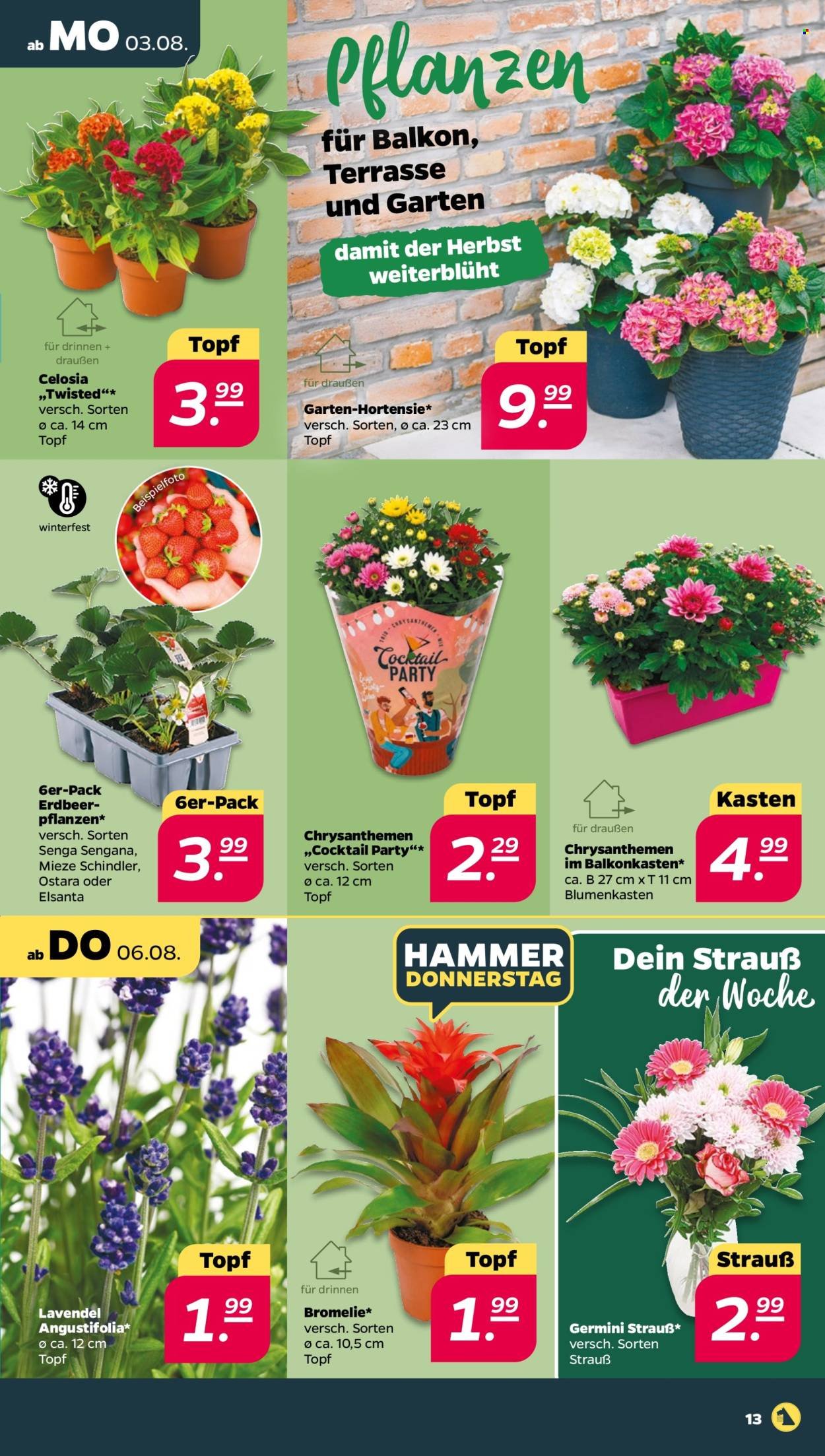 NETTO Scottie Prospekt – Seite 15